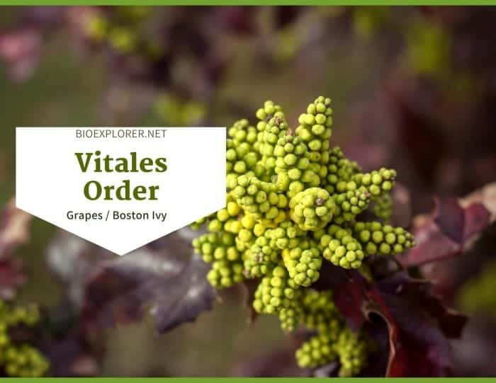 Order Vitales