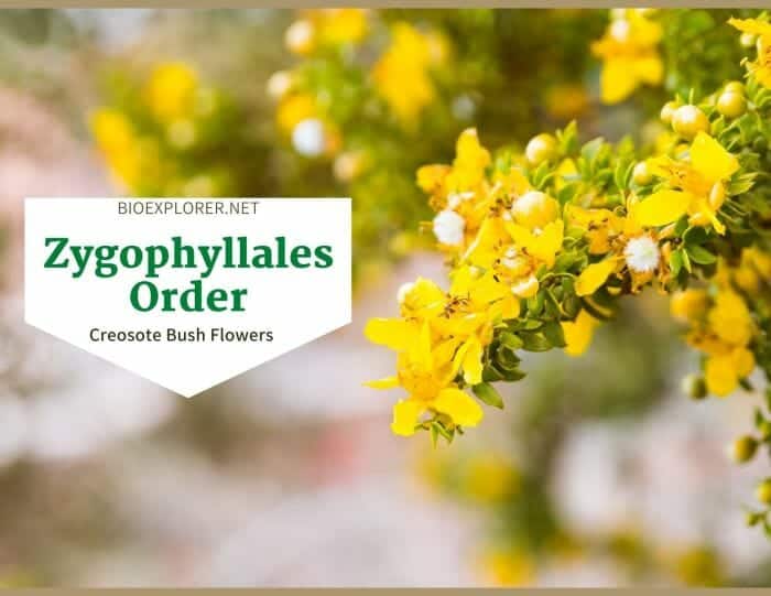 Order Zygophyllales