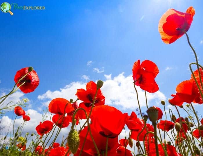 Origins and Significance Of Poppies