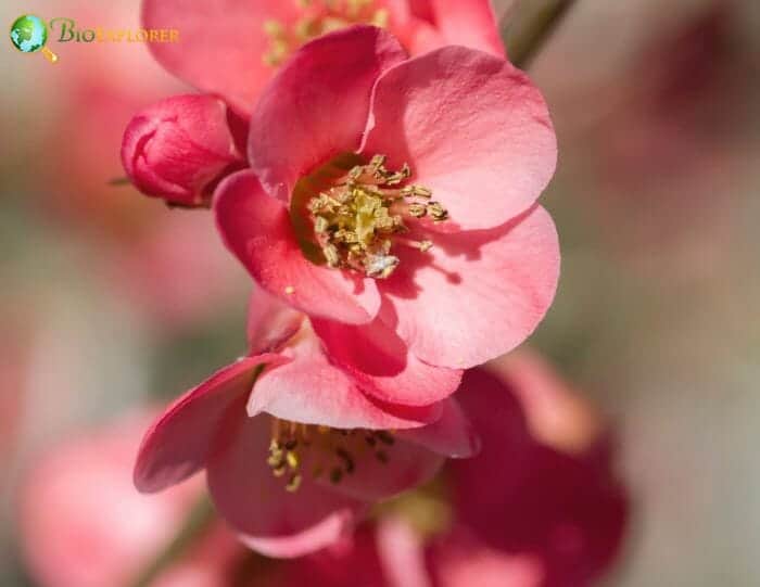 Pale Pink Quince Flowers