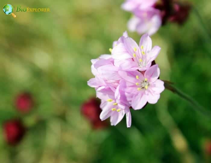 Pale Pink Sea Thrift Flowers
