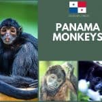 Panama Monkeys