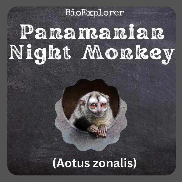 Panamanian Night Monkey
