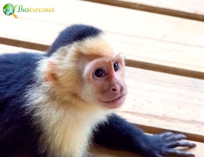 Panamanian White Faced Capuchin 