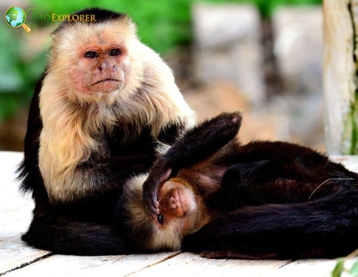 Panamanian White Faced Capuchin