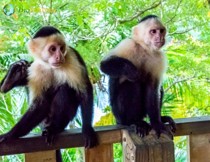 Panamanian White Faced Capuchins