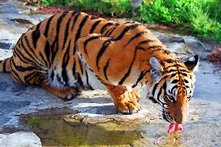 South China Tiger (Panthera tigris amoyensis)