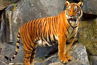 Indochinese Tiger (Panthera tigris corbetti)