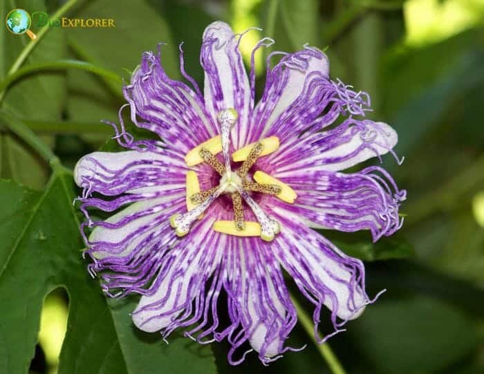 Passionflower Plant