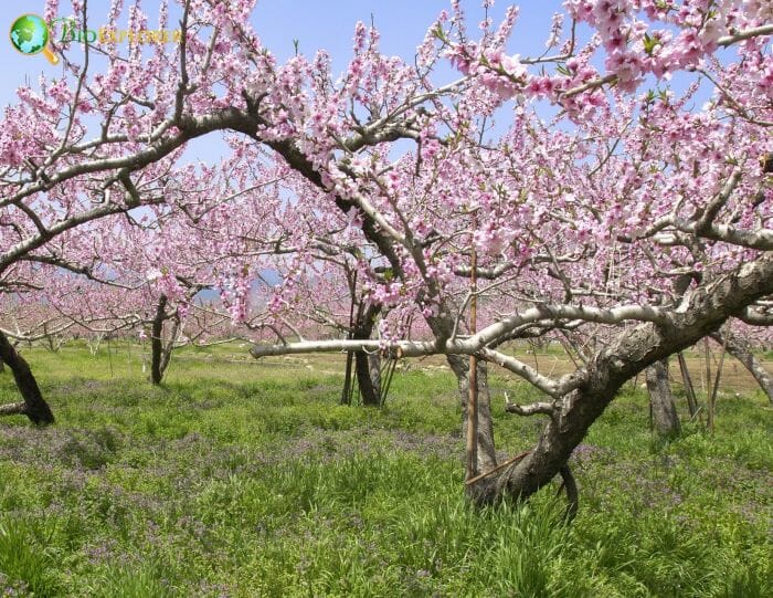Peach Blossom Flowering Trees