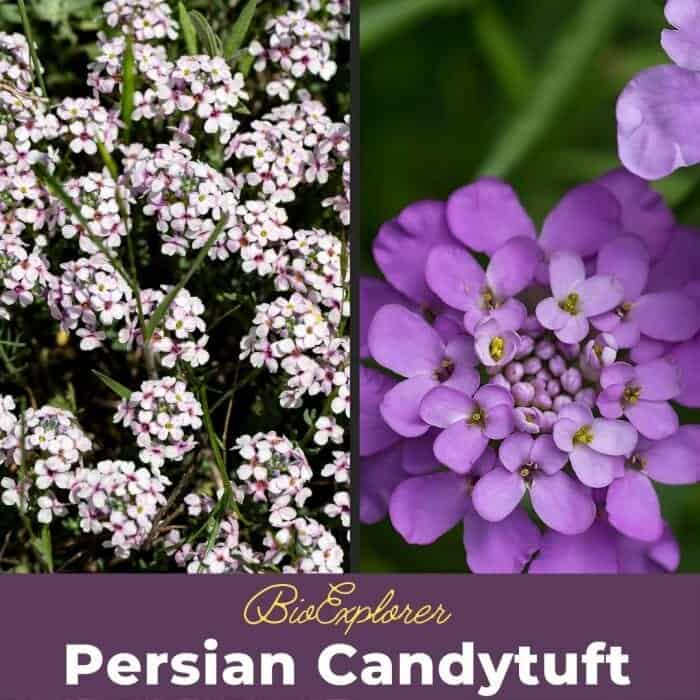 Persian Candytuft