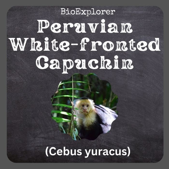 Peruvian White-fronted Capuchin