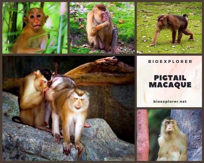 Pig-Tailed Macaque