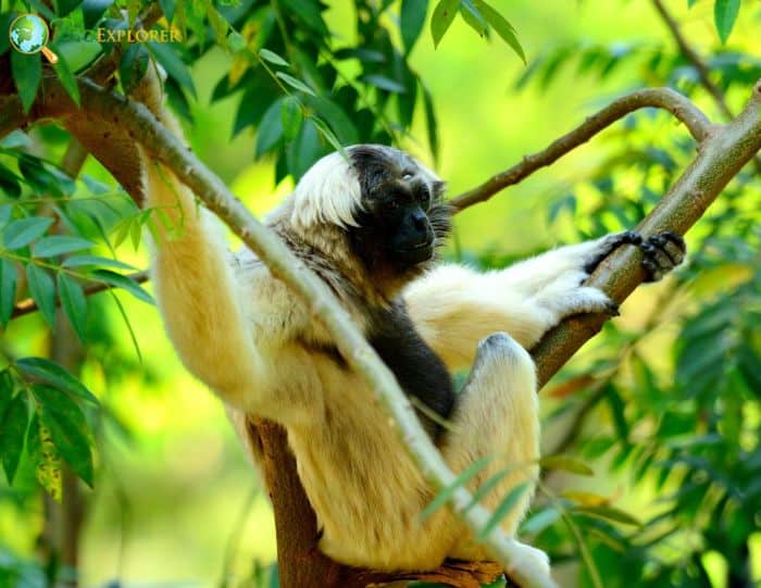 Pileated Gibbon 
