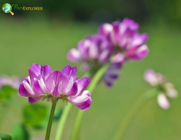 Pink Astragalus Flowers