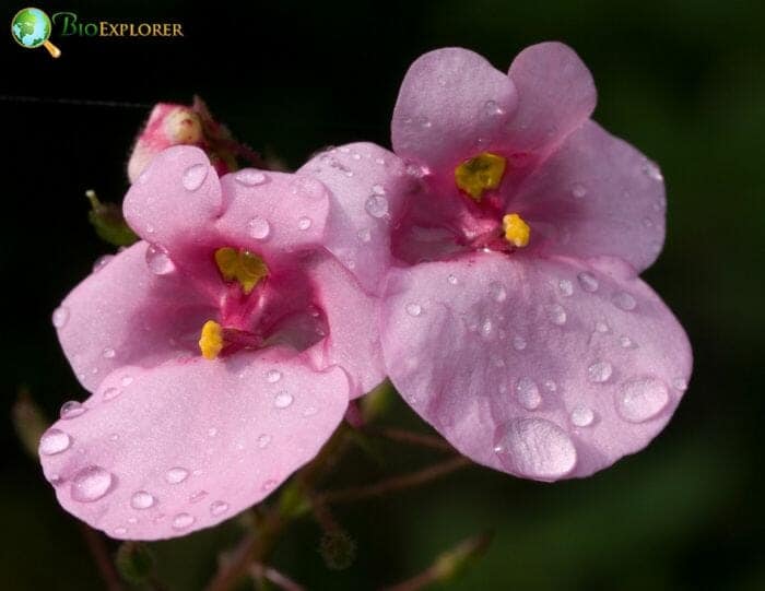 Pink Diascia Flowers