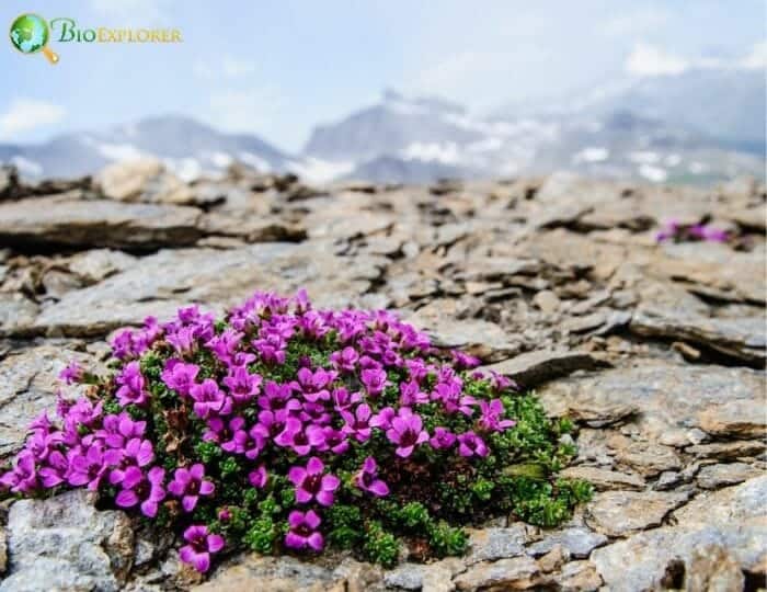Pink Saxifrages Flowers