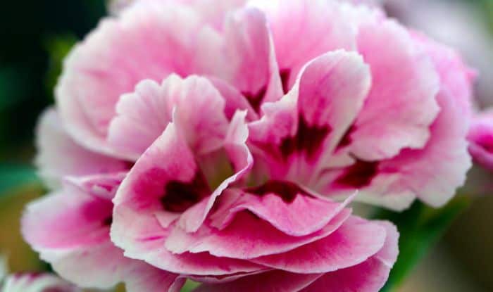 Pink Sweet William Flower Set