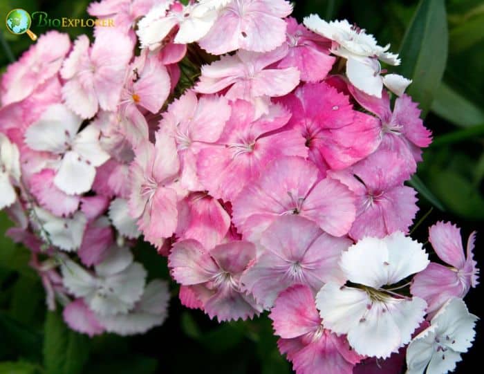 Pink Sweet William Flowers