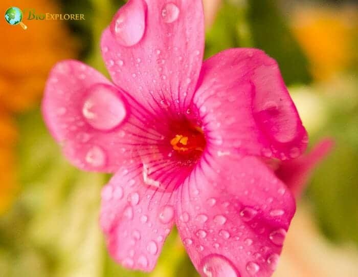 Pink Wood Sorrel Flower