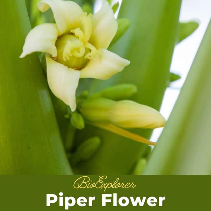 Piper Flower