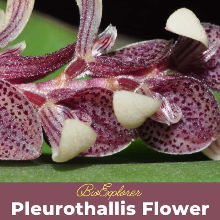 Pleurothallis