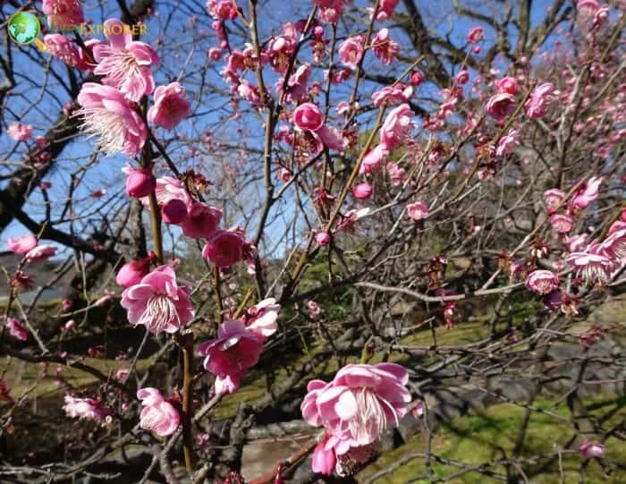 Plum Blossom Tree