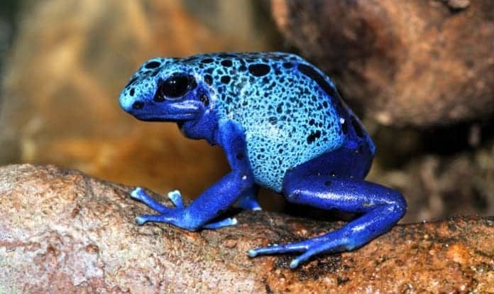 Top 7 Tropical Rainforest Animal Adaptations | Biology Explorer