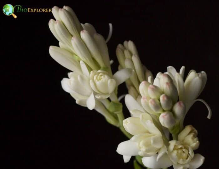 Polianthes Tuberosa Flower