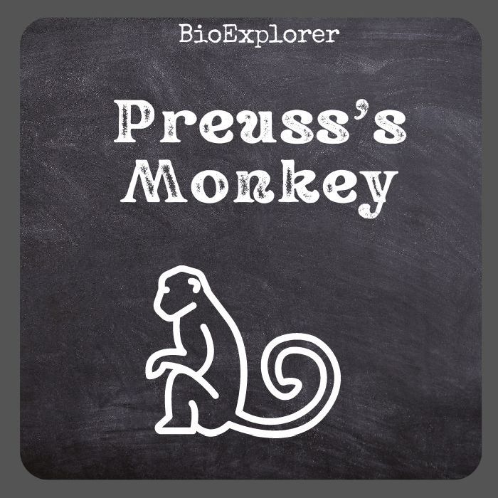 Preuss's Monkey