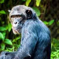 Primatology (Apes)