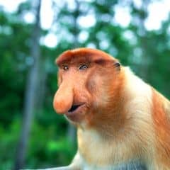 Proboscis Monkey