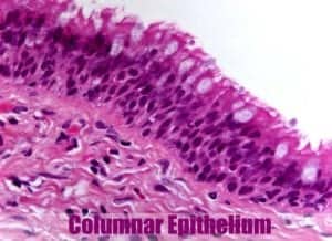 Pseudostratified Columnar Epithelium | Histology, Anatomy & Types