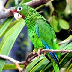 Puerto Rican amazon, Puerto Rican parrot, iguaca