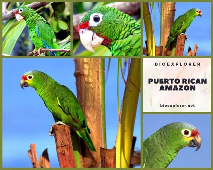 Puerto Rican Amazon