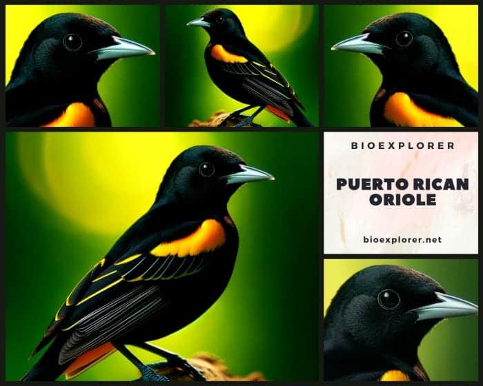 Puerto Rican Oriole