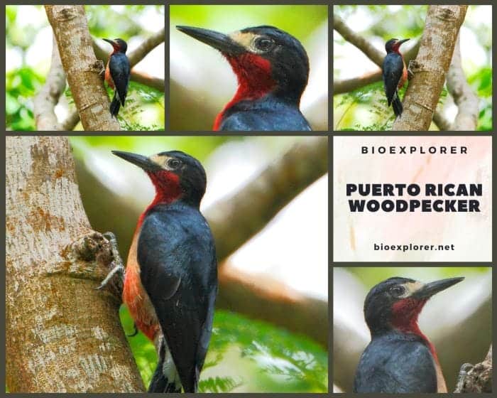 Puerto Rican Woodpecker