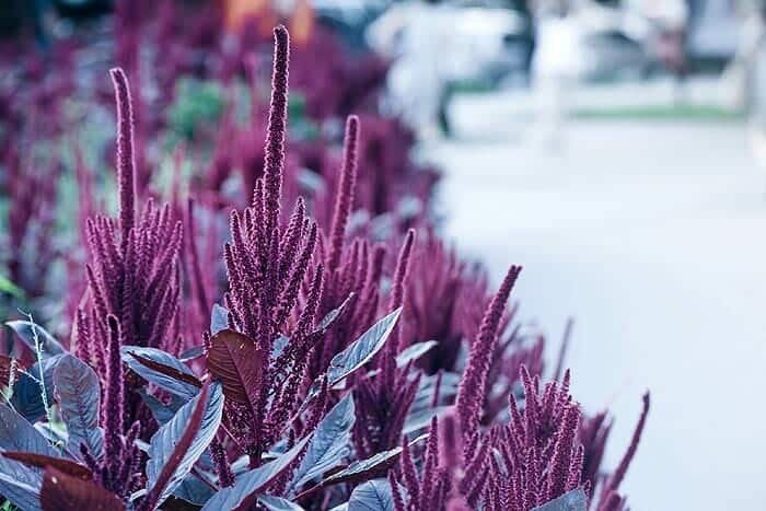 Purple Amaranthus hypochondriacus
