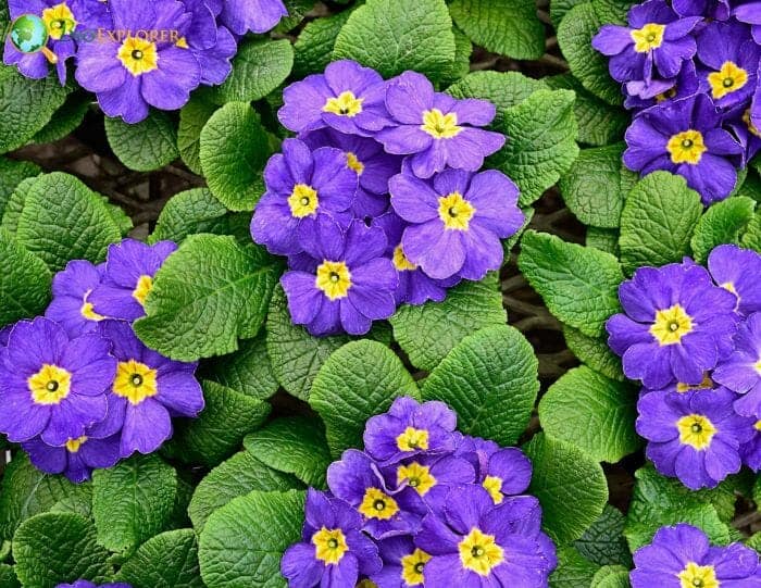 Purple Primrose Flowers
