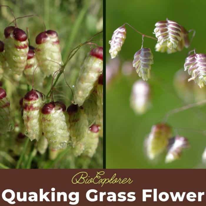 Quaking Grass