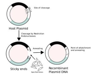 Recombinant Proteins Definition | History, Methods & Applications