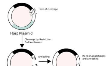 Recombinant Proteins