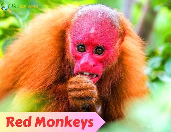 Red Monkeys