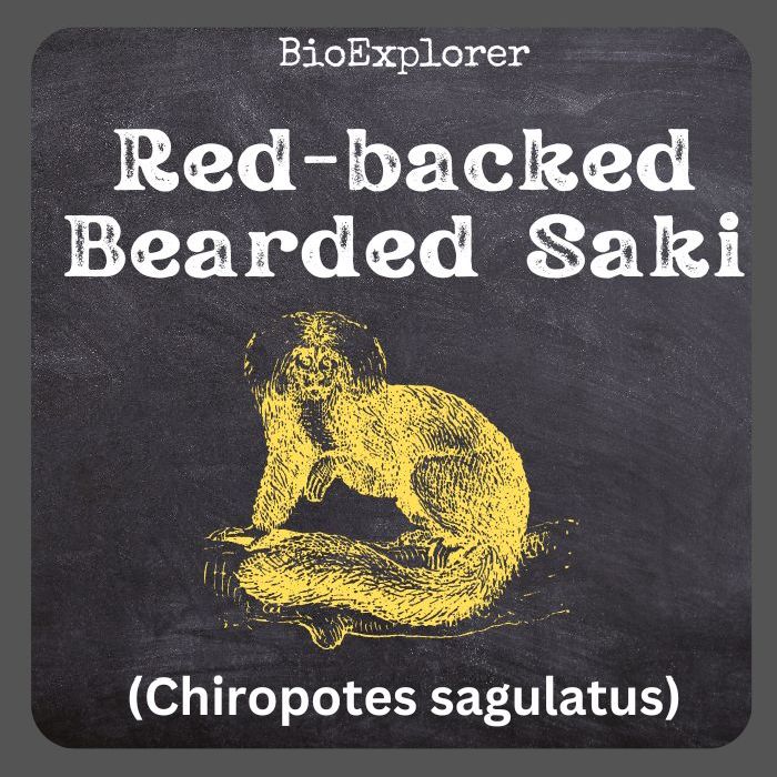 Red-Backed Bearded Saki