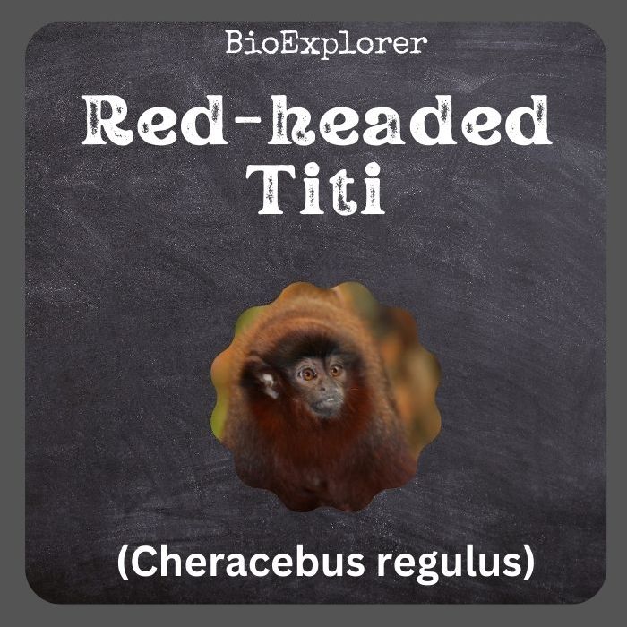 Red-headed Titi