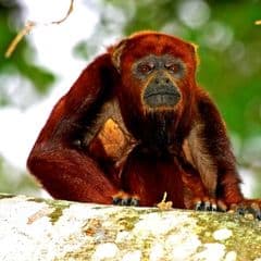 Colombian Red Howler