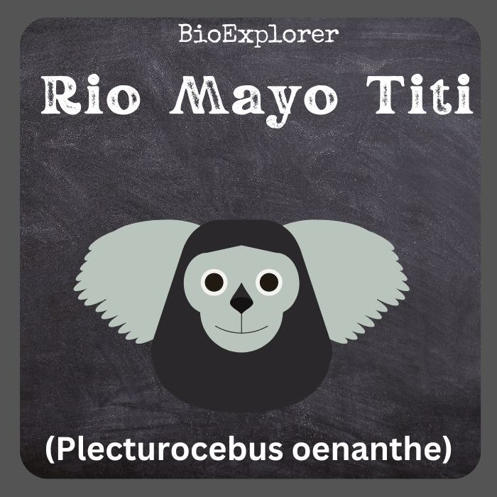 Rio Mayo Titi
