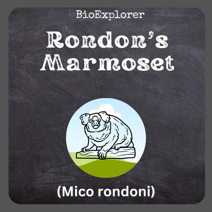 Rondon's Marmoset