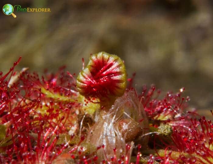 Round Leaved Sundew Flowers