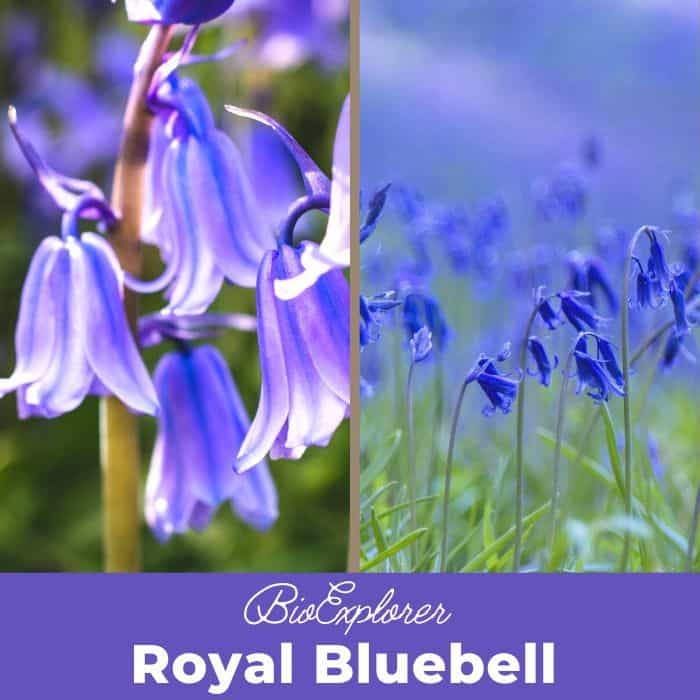 Royal Bluebell Flower, Wahlenbergia Gloriosa, Wildflower